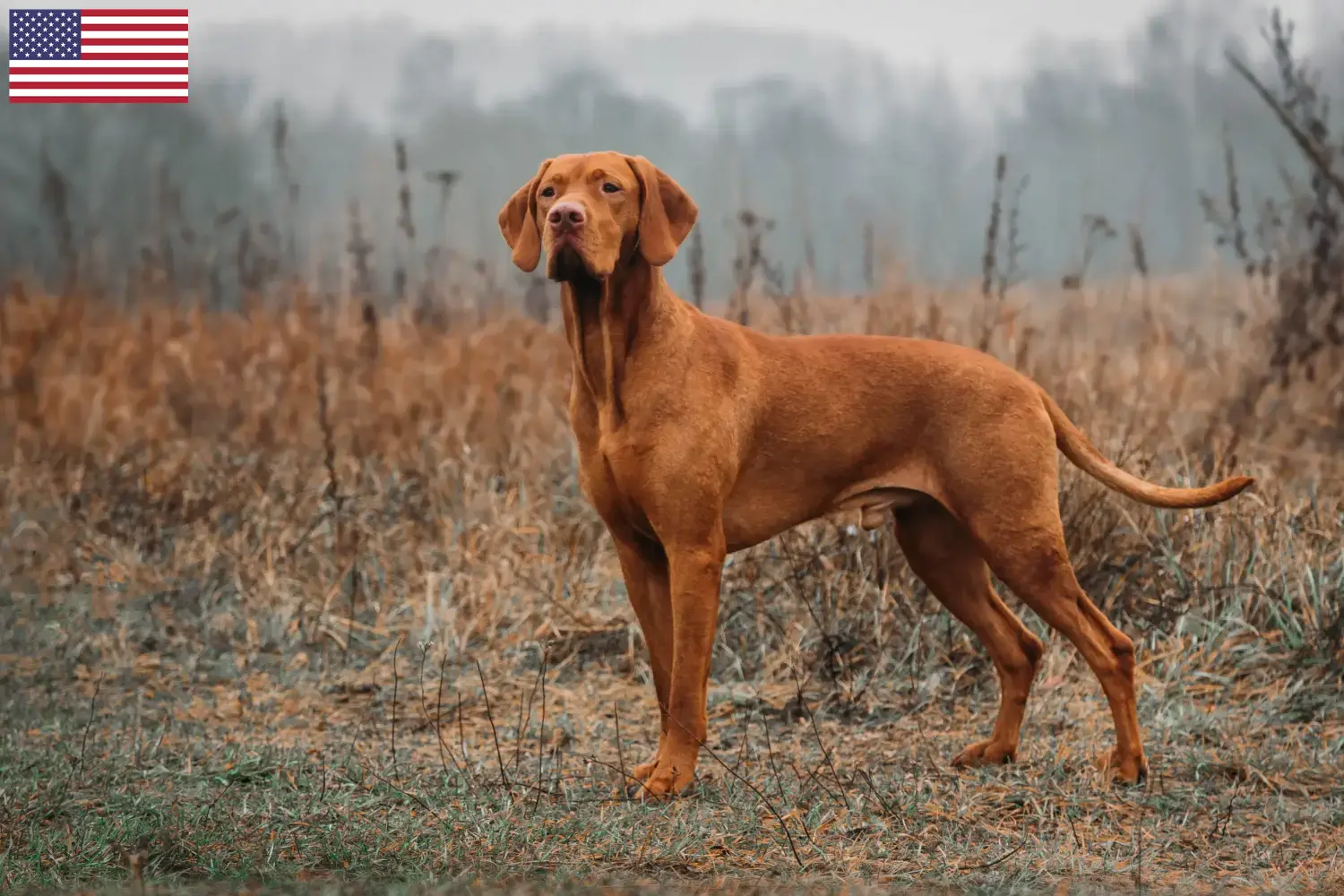 Read more about the article Hodowcy i szczenięta Magyar Vizsla w USA