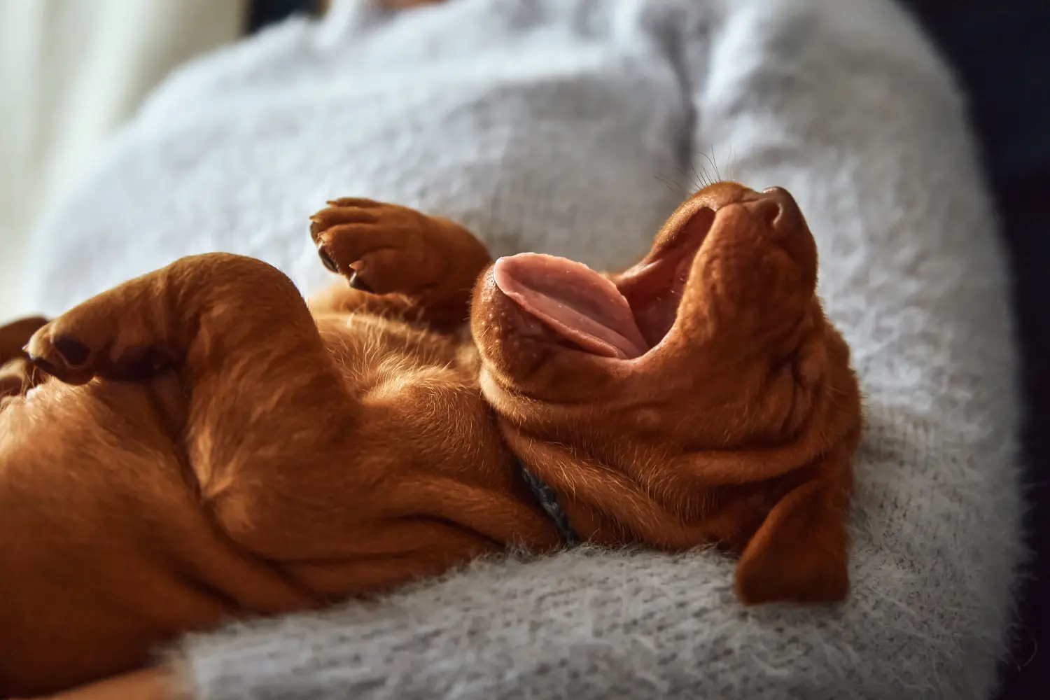 Kupno szczeniaka rasy Magyar Vizsla oznacza wzięcie na siebie odpowiedzialności! Kup szczenięta rasy Magyar Vizsla.