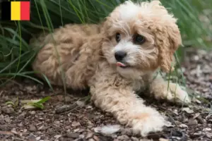 Read more about the article Hodowcy i szczenięta Maltipoo w Belgia
