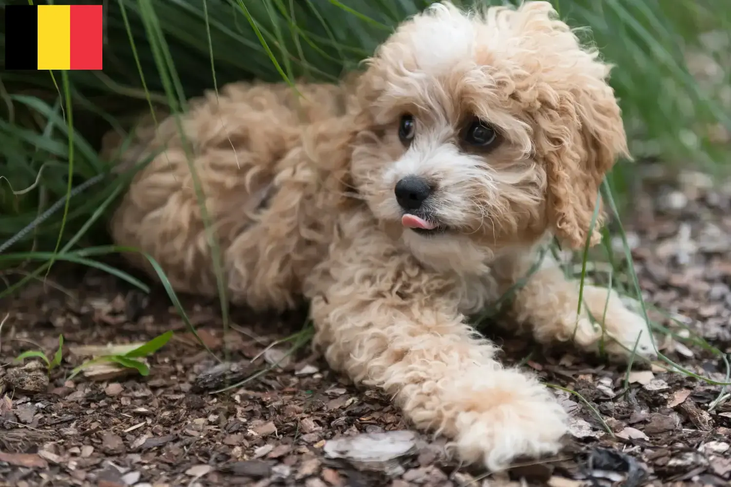 Maltipoo szczenięta i hodowcy Belgia Znajdź hodowców Maltipoo w Belgia tutaj.