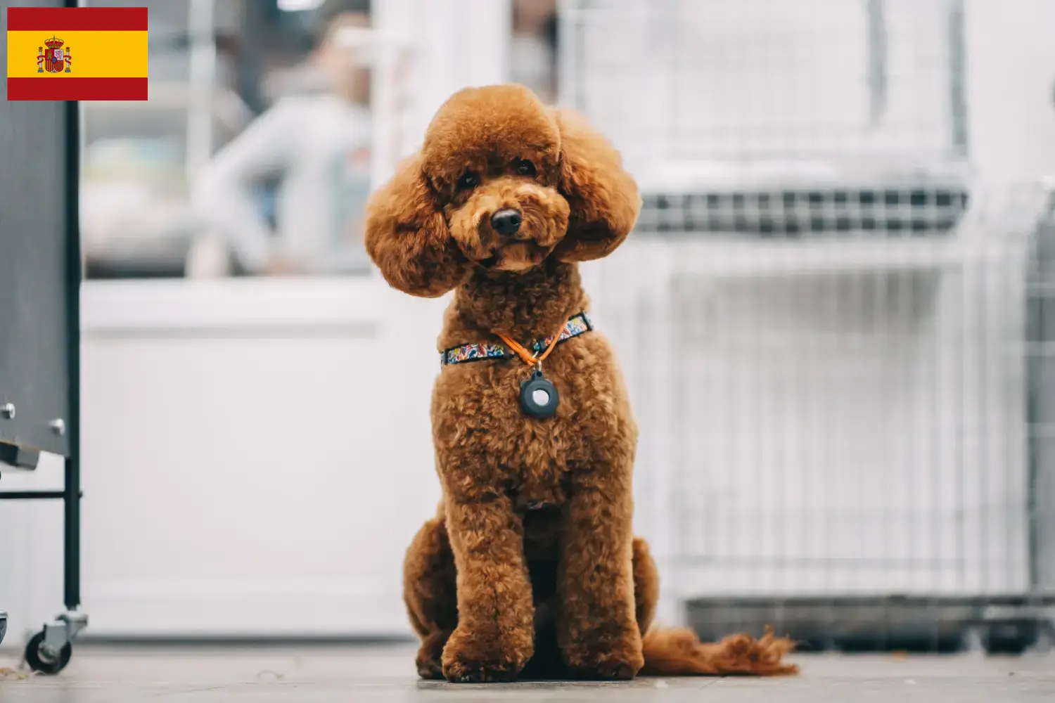 Maltipoo szczenięta i hodowcy Hiszpania Tutaj znajdziesz hodowców rasy Maltipoos w Hiszpania.