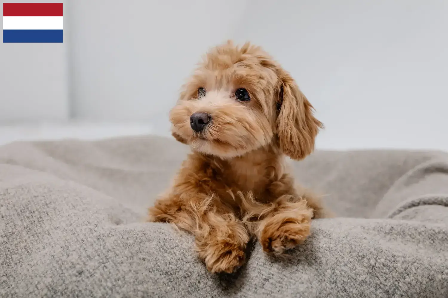Maltipoo szczenięta i hodowcy Holandia Tutaj znajdziesz hodowców rasy Maltipoo w Holandia.