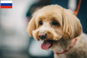 Read more about the article Hodowcy i szczenięta Maltipoo w Rosja