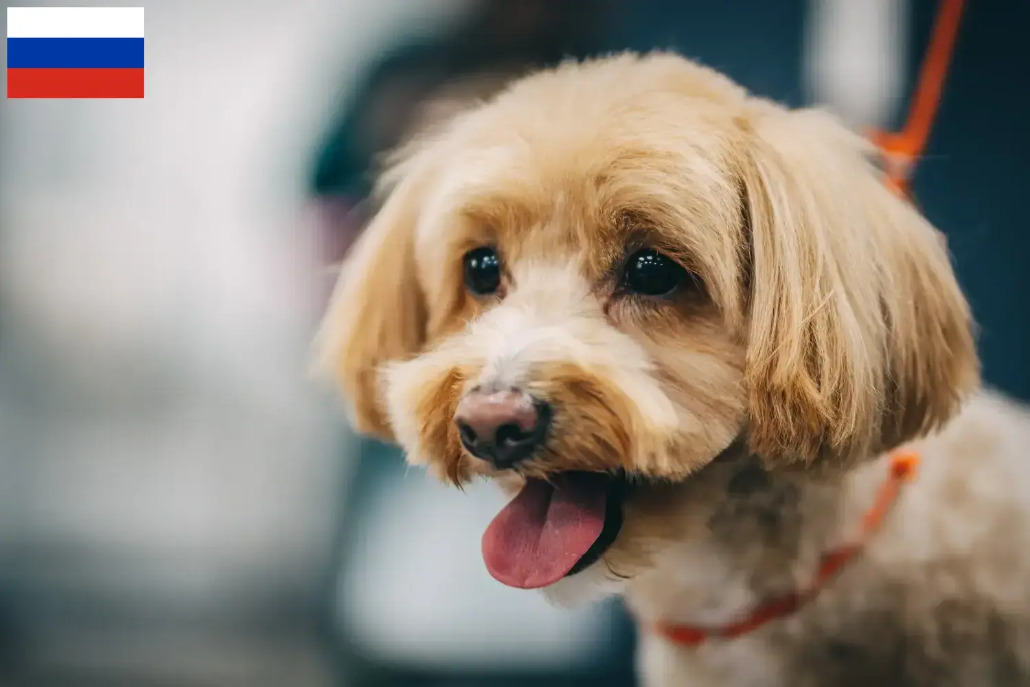 Maltipoo szczenięta i hodowcy Rosja Tutaj znajdziesz hodowców rasy Maltipoo w Rosja.