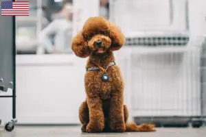 Read more about the article Hodowcy i szczenięta Maltipoo w USA