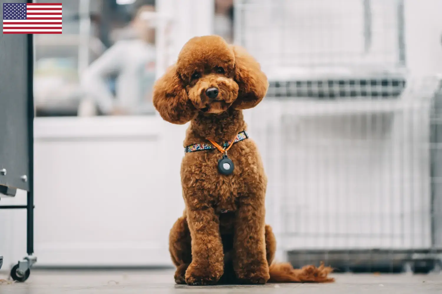 Maltipoo szczenięta i hodowcy USA Tutaj znajdziesz hodowców rasy Maltipoo w USA.