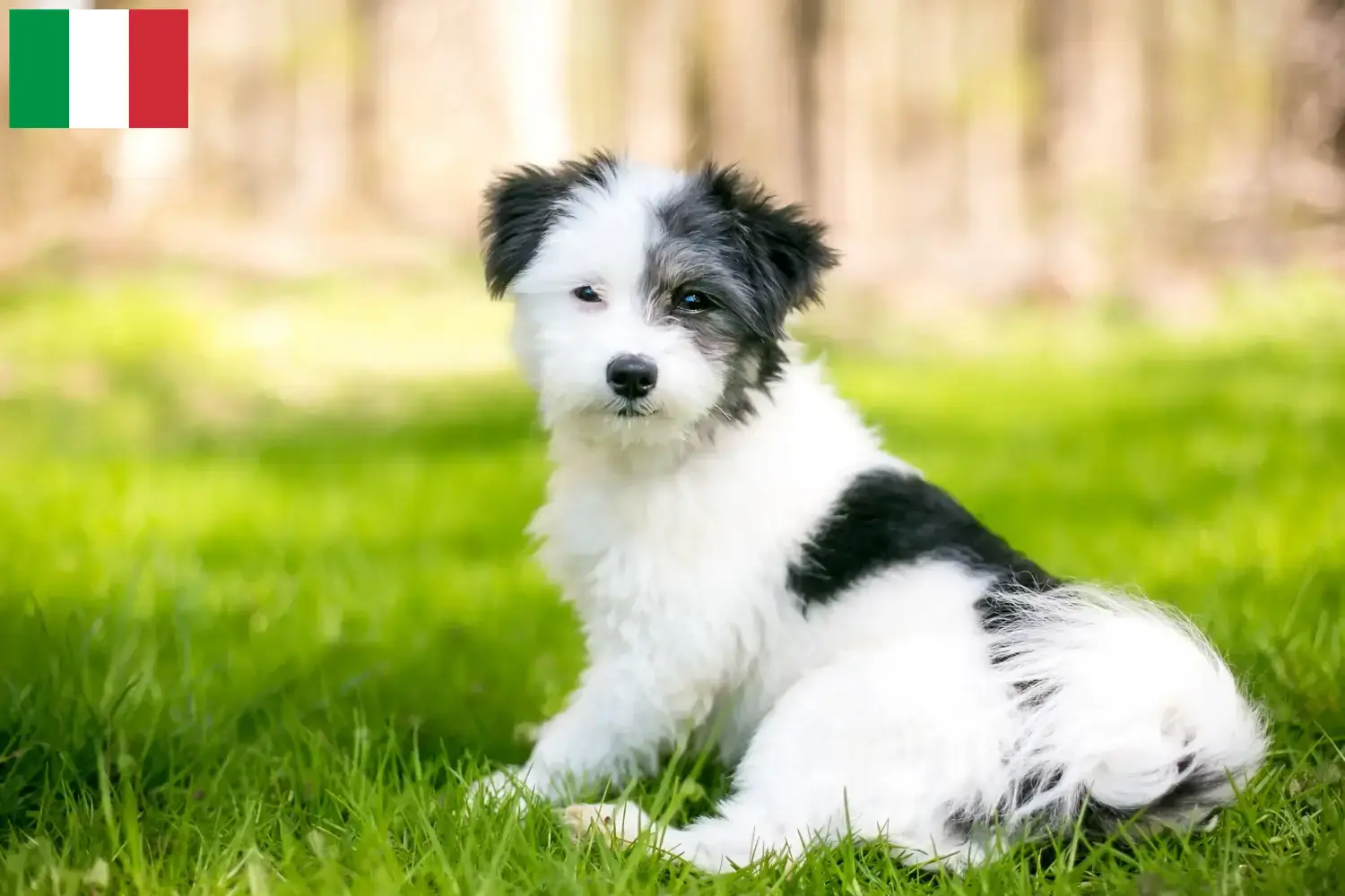 Maltipoo szczenięta i hodowcy Włochy Tutaj znajdziesz hodowców rasy Maltipoo w Włochy.