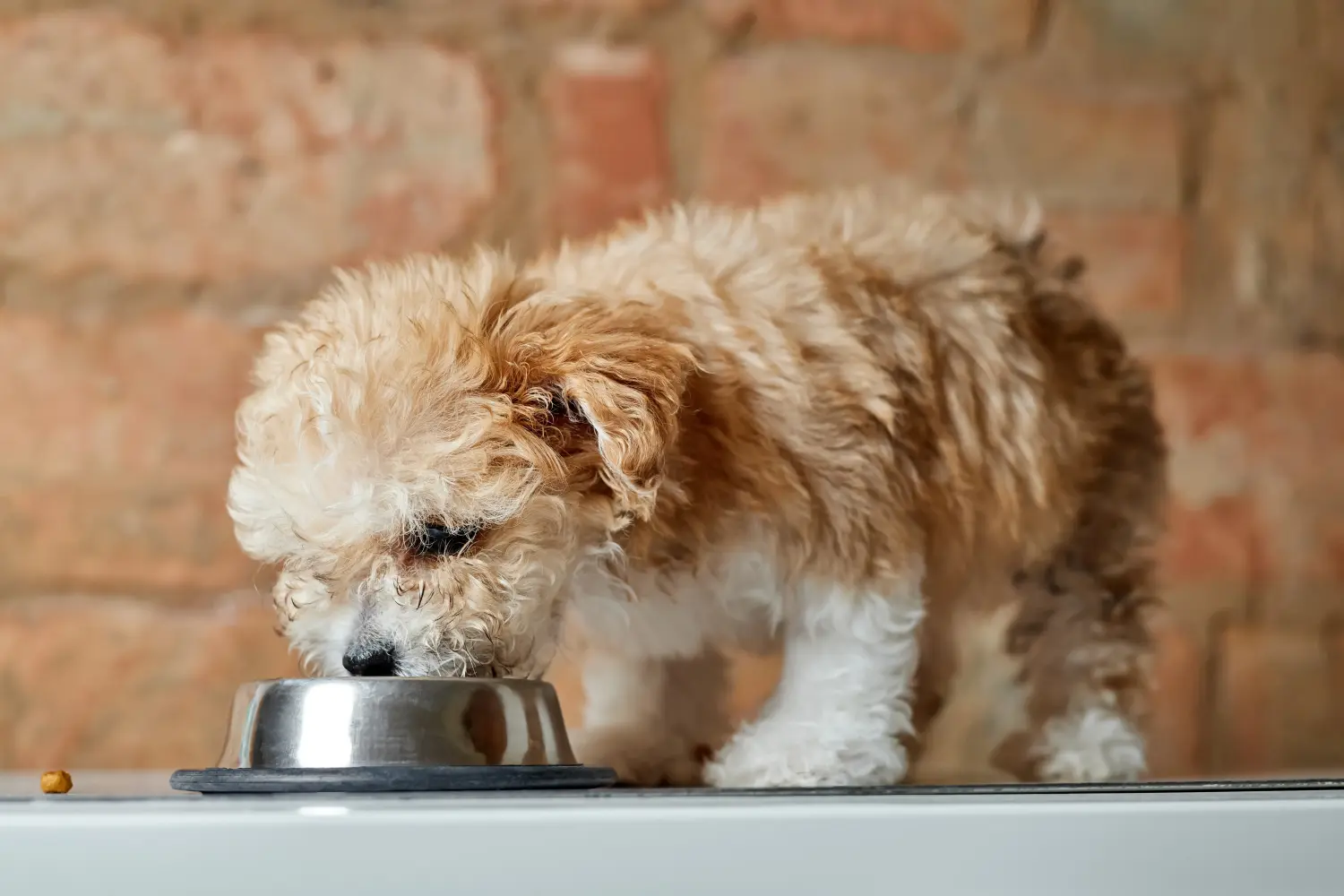 Kupno szczeniaka maltipoo oznacza wzięcie na siebie odpowiedzialności! Kup szczenięta Maltipoo.