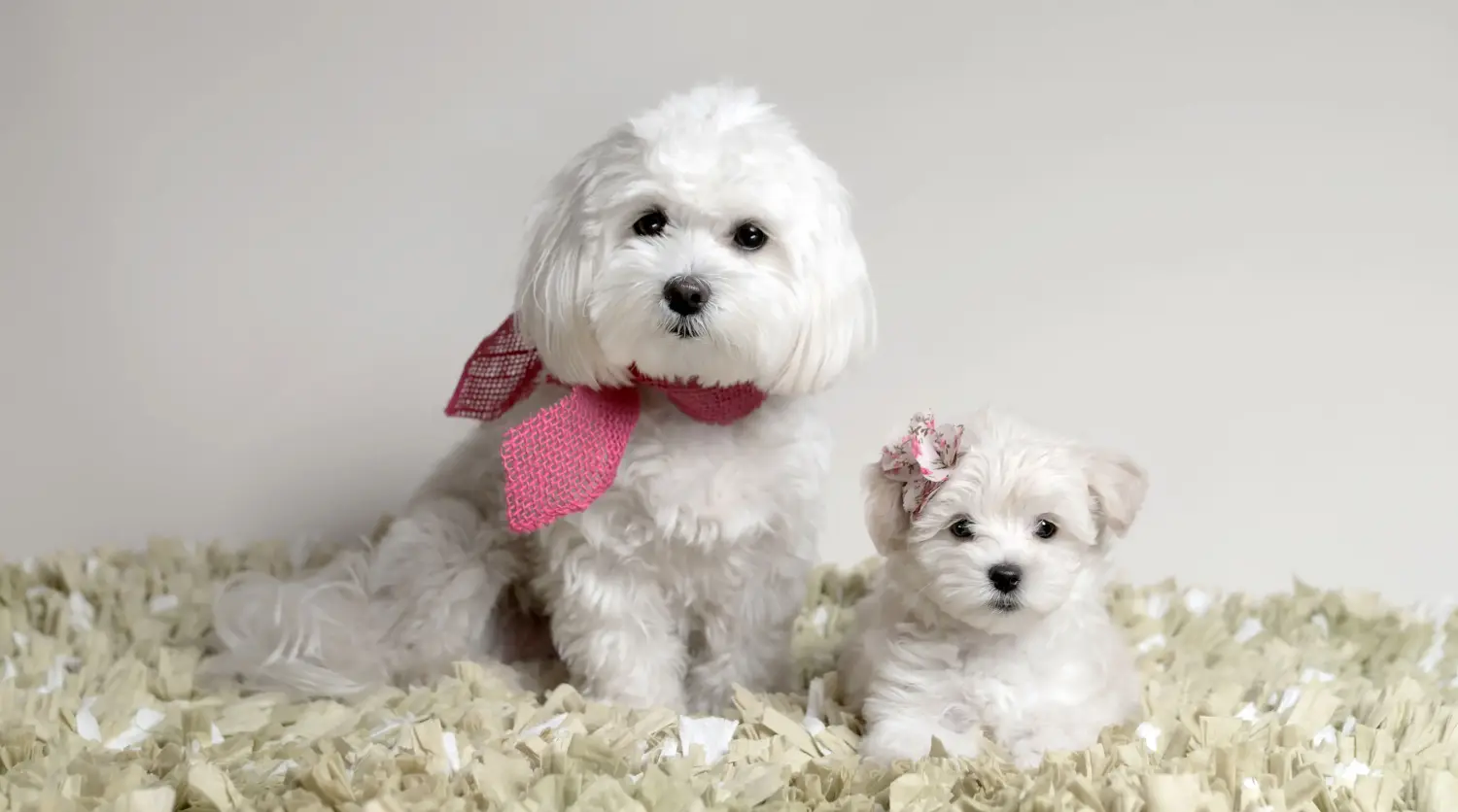 Kupno szczeniaka maltipoo oznacza wzięcie na siebie odpowiedzialności! Kup szczenięta Maltipoo.