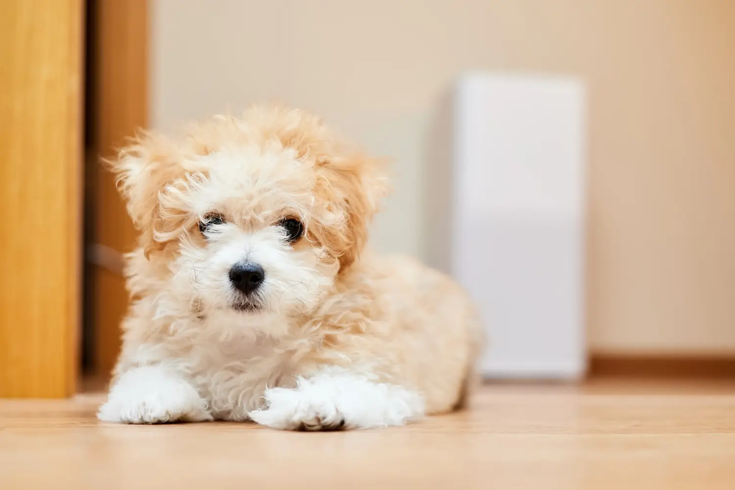 Kupno szczeniaka maltipoo oznacza wzięcie na siebie odpowiedzialności! Kup szczenięta Maltipoo.