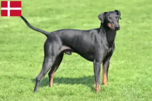 Read more about the article Manchester terrier hodowcy i szczenięta w Dania