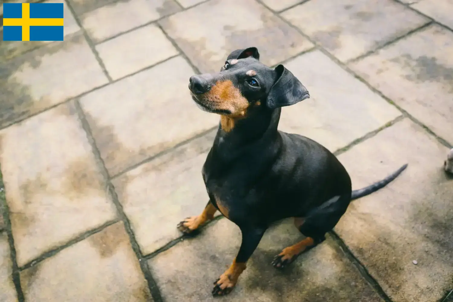 Manchester terrier szczenięta i hodowcy Szwecja Tutaj znajdziesz hodowców Manchester terrier w Szwecja.