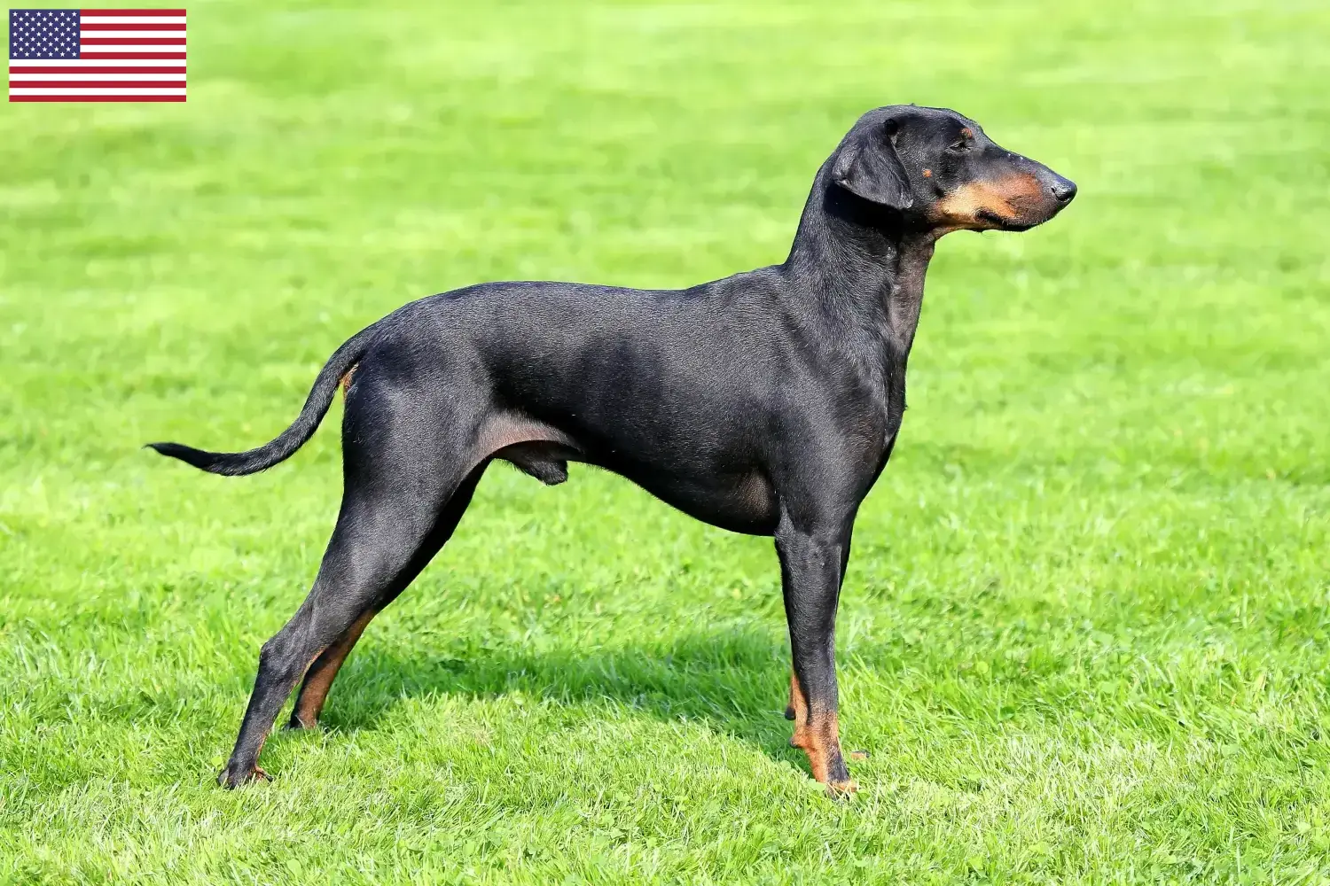 Read more about the article Hodowcy i szczenięta Manchester terrier w USA