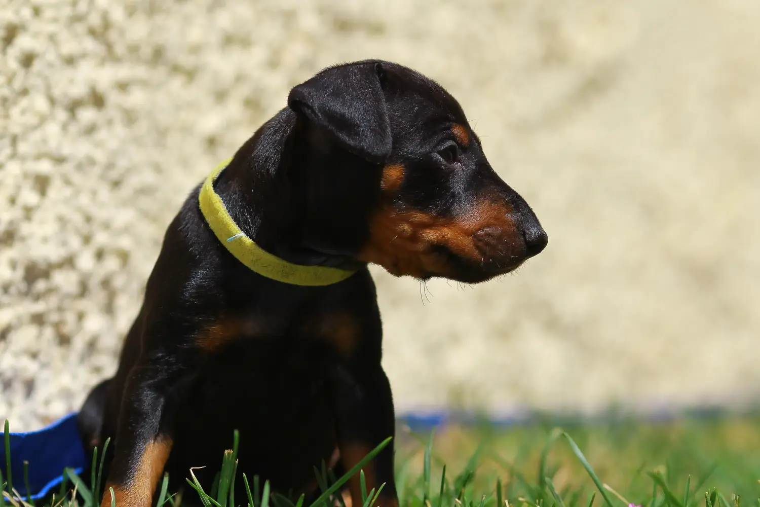 Kupno szczeniaka Manchester Terrier oznacza wzięcie na siebie odpowiedzialności! Kup szczenięta Manchester Terrier.