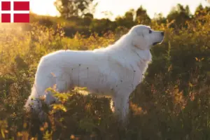 Read more about the article Maremma owczarek abruzyjski hodowcy i szczenięta w Dania
