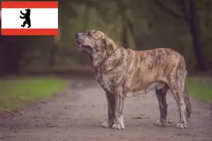 Read more about the article Mastín Español hodowcy i szczenięta w Berlin