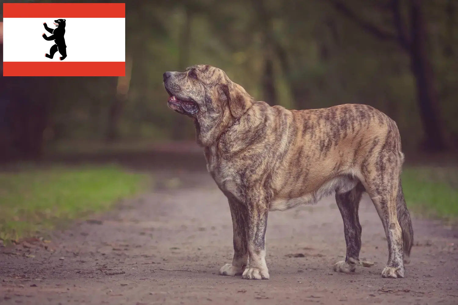 Mastín Español szczenięta i hodowcy Berlin Tutaj znajdziesz hodowców rasy Mastín Españols w Berlin.