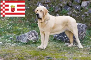 Read more about the article Mastín Español hodowcy i szczenięta w Brema
