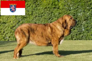 Read more about the article Mastín Español hodowcy i szczenięta w Hesja