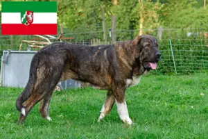 Read more about the article Mastín Español hodowcy i szczenięta w Nadrenia Północna-Westfalia