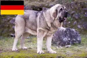 Read more about the article Mastín Español hodowcy i szczenięta w Niemcy