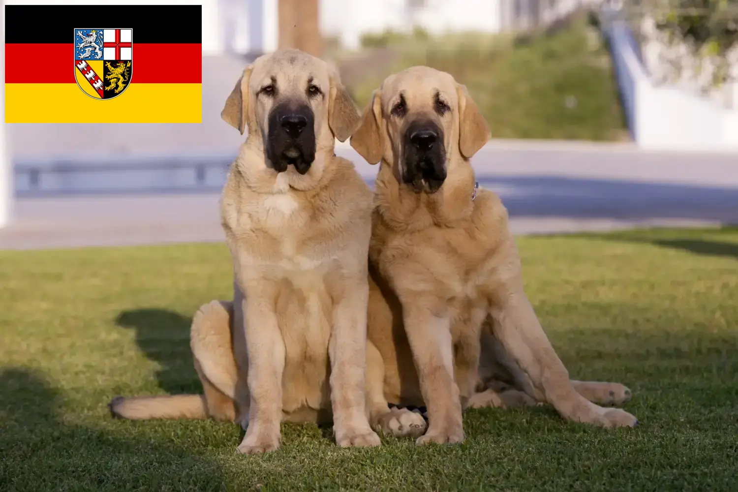 Mastín Español szczenięta i hodowcy Kraj Saary Tutaj znajdziesz hodowców rasy Mastín españols w Kraj Saary.