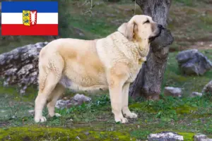 Read more about the article Mastín Español hodowcy i szczenięta w Szlezwik-Holsztyn