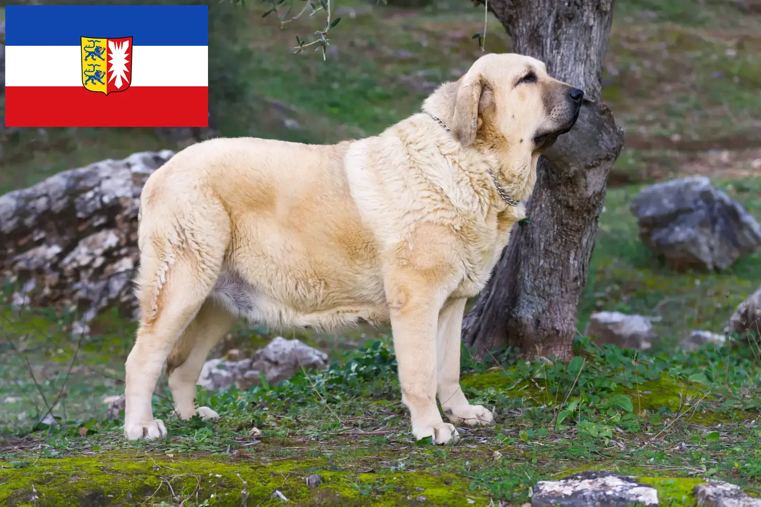 Mastín Español szczenięta i hodowcy Szlezwik-Holsztyn Tutaj znajdziesz hodowców rasy Mastín españols w Szlezwik-Holsztyn.