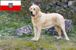 Read more about the article Mastín Español hodowcy i szczenięta w Turyngia