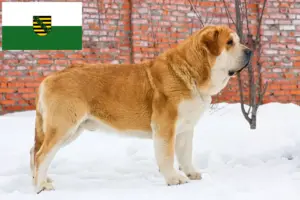 Read more about the article Mastín Español hodowcy i szczenięta w Saksonia