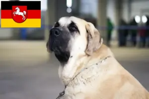 Read more about the article Mastín Español hodowcy i szczenięta w Dolna Saksonia