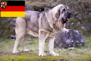 Read more about the article Mastín Español hodowcy i szczenięta w Nadrenia-Palatynat