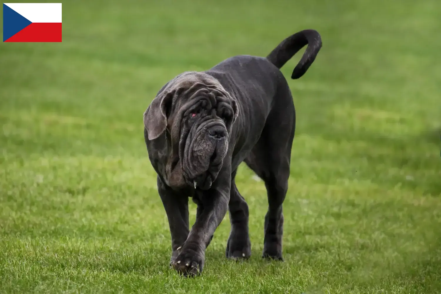 Mastino Napoletano szczenięta i hodowcy Republika Czeska Tutaj można znaleźć hodowców Mastino napoletanos w Czechy.