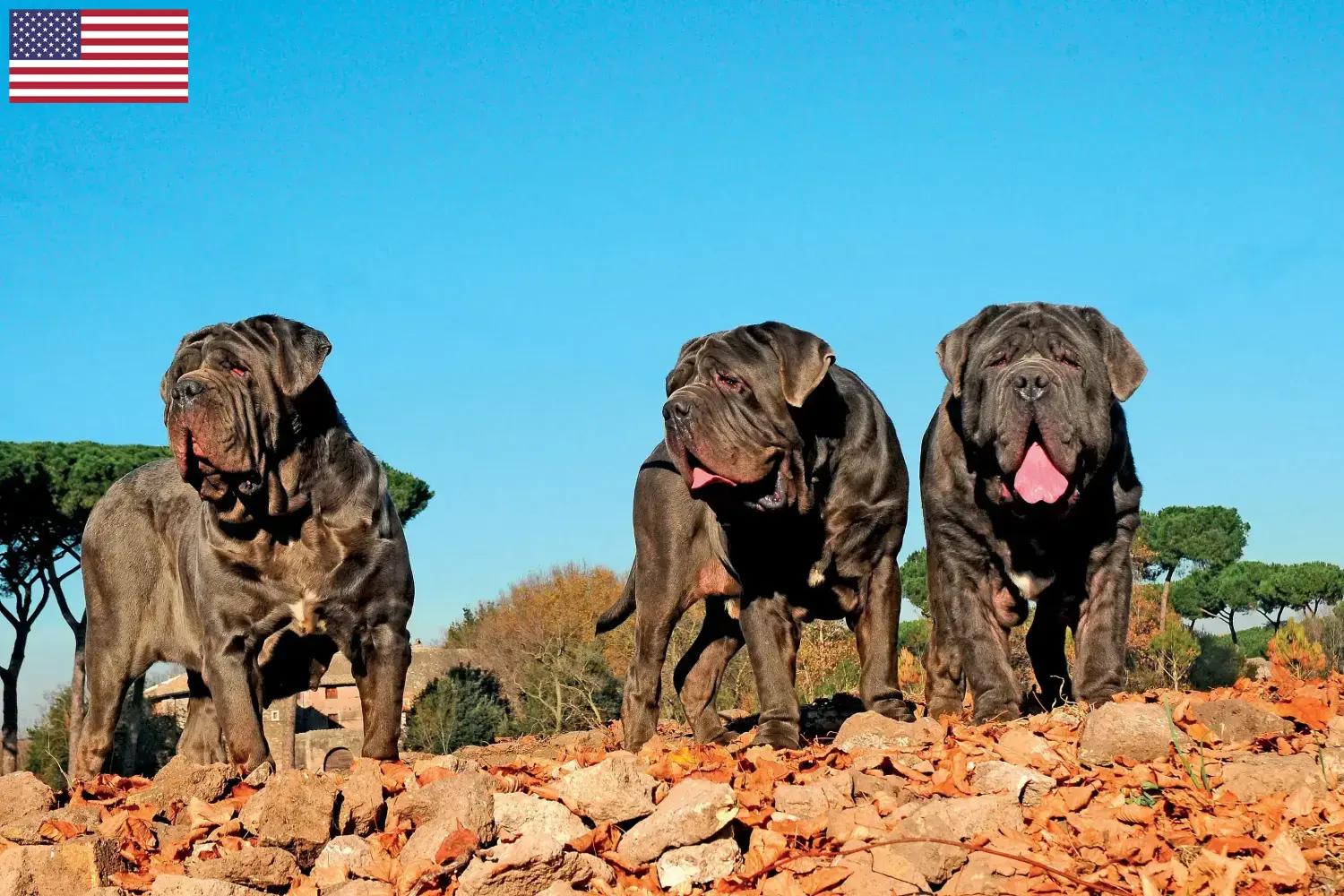 Mastino Napoletano szczenięta i hodowcy USA Tutaj znajdziesz hodowców rasy Mastino napoletanos w USA.