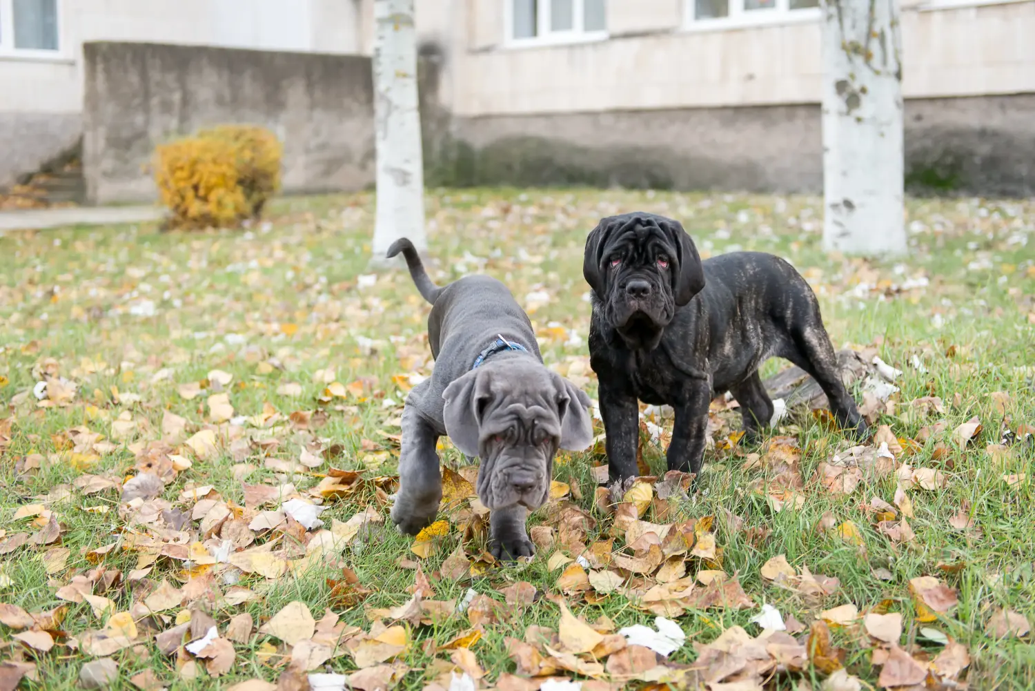 Kupno szczeniaka Mastino Napoletano oznacza wzięcie na siebie odpowiedzialności! Kup szczenięta Mastino Napoletano.