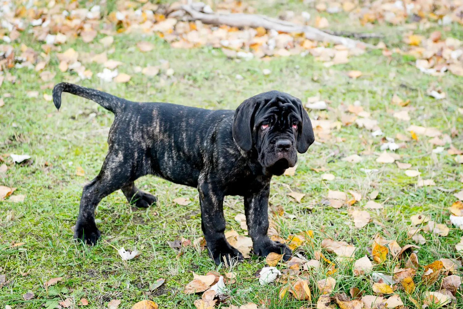Kupno szczeniaka Mastino Napoletano oznacza wzięcie na siebie odpowiedzialności! Kup szczenięta Mastino Napoletano.