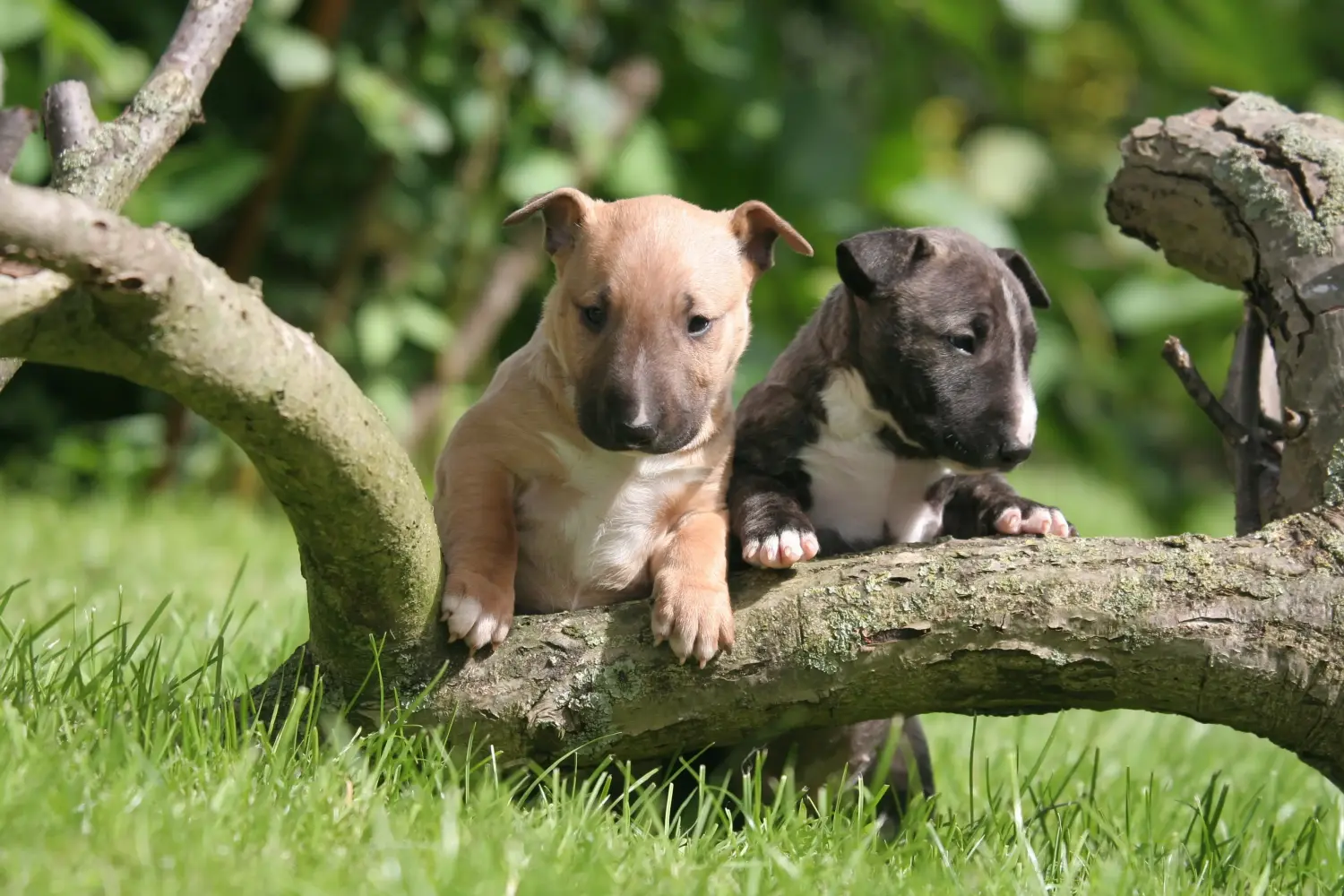 Zakup szczeniaka rasy Miniature Bull Terrier oznacza wzięcie na siebie odpowiedzialności! Kup szczenięta miniaturowego bull teriera.