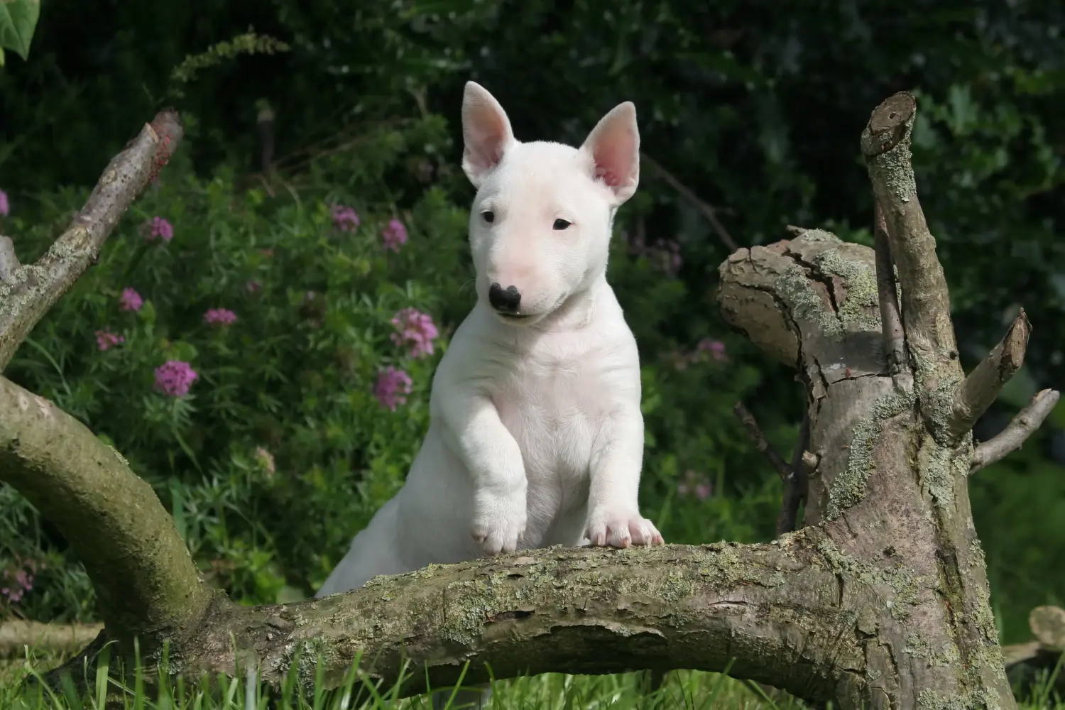 Zakup szczeniaka rasy Miniature Bull Terrier oznacza wzięcie na siebie odpowiedzialności! Kup szczenięta miniaturowego bull teriera.