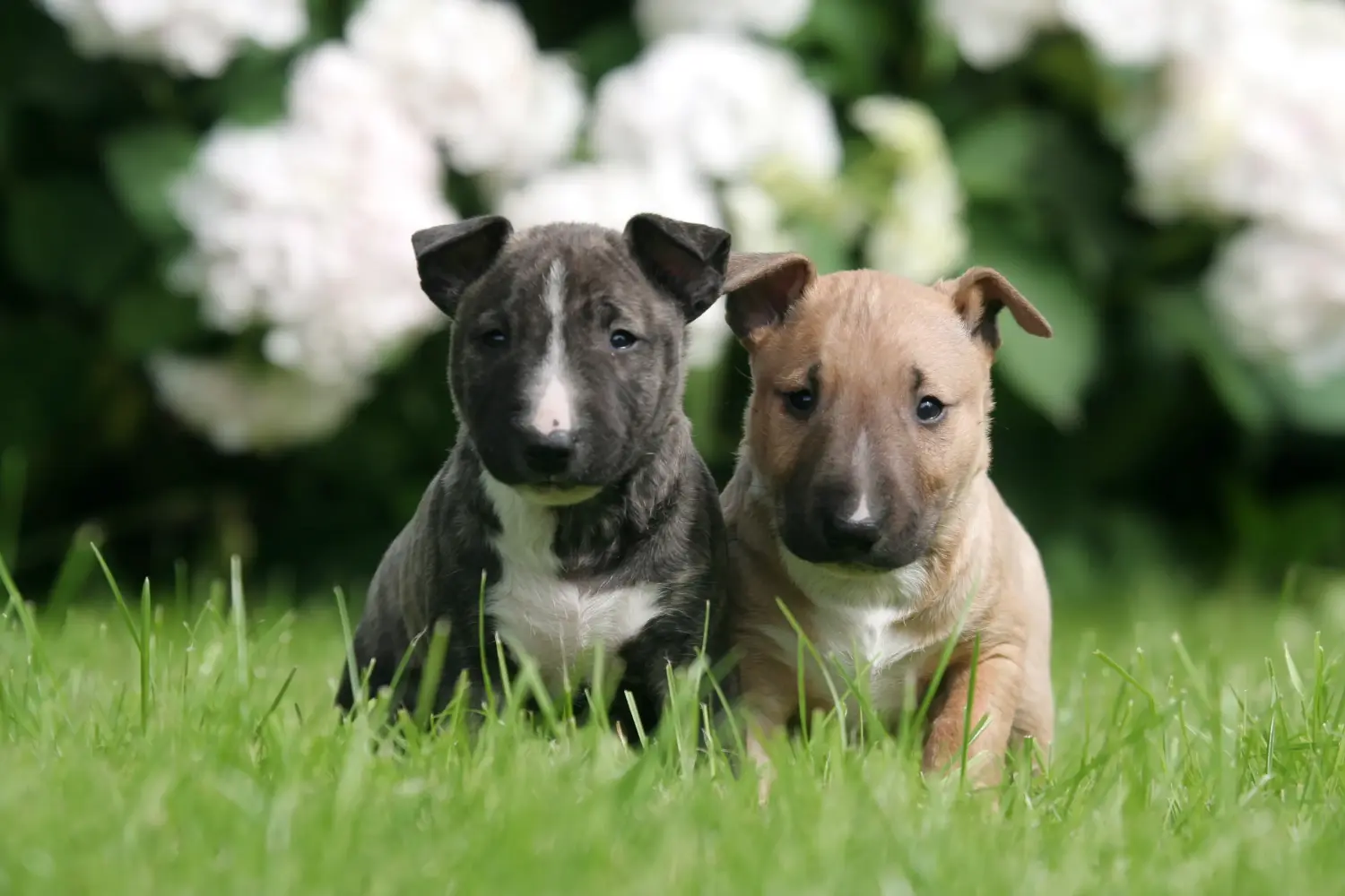 Zakup szczeniaka rasy Miniature Bull Terrier oznacza wzięcie na siebie odpowiedzialności! Kup szczenięta miniaturowego bull teriera.