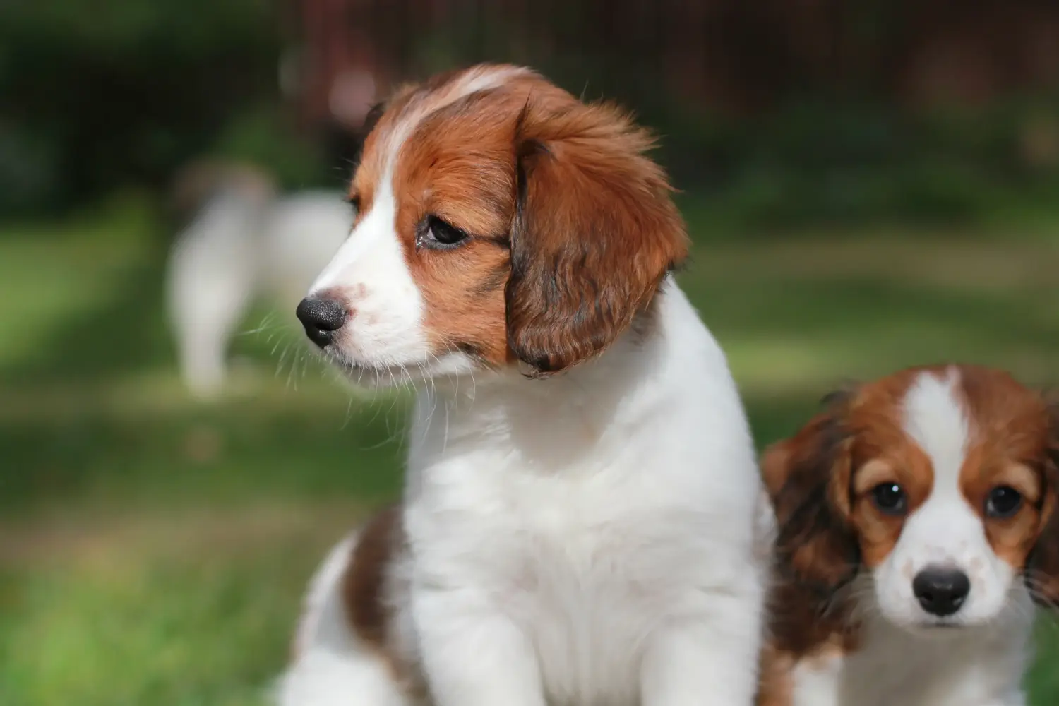 Zakup szczeniaka rasy Dutch Kooikerhondje oznacza wzięcie na siebie odpowiedzialności! Kup holenderskie szczenięta Kooikerhondje.