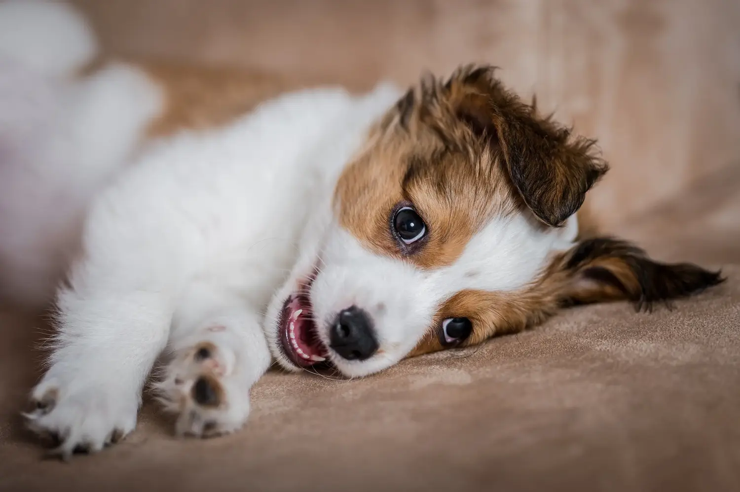 Zakup szczeniaka rasy Dutch Kooikerhondje oznacza wzięcie na siebie odpowiedzialności! Kup holenderskie szczenięta Kooikerhondje.