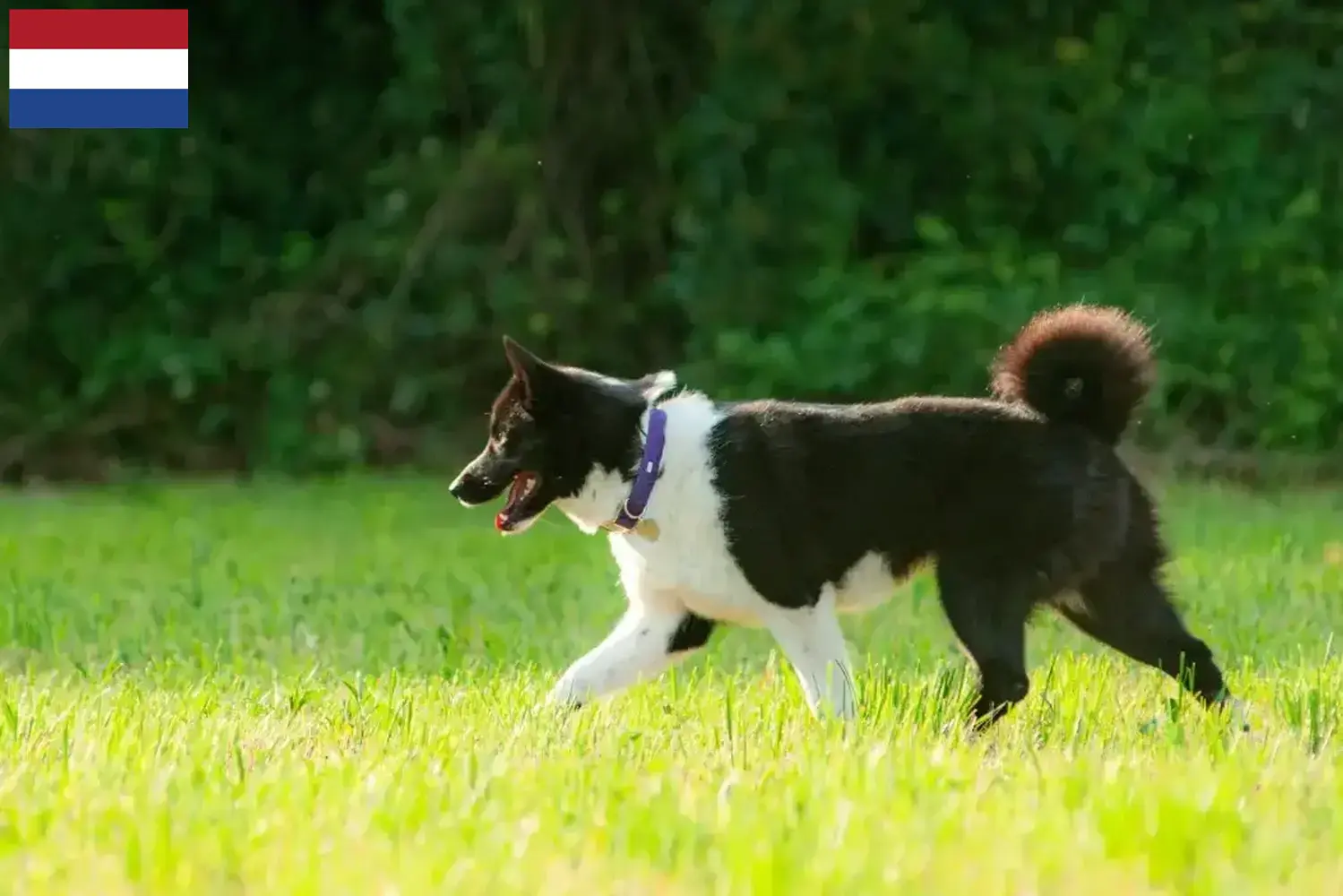 Niedźwiedź karelski szczenięta i hodowcy Holandia Tutaj znajdziesz hodowców Karelian Bear Dog w Holandia.