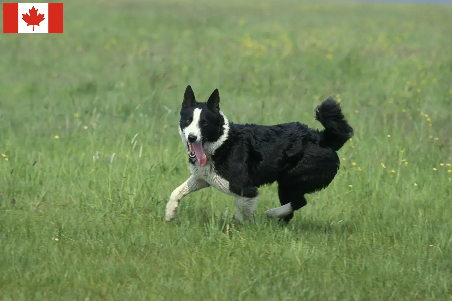 Niedźwiedź karelski szczenięta i hodowca Kanada Tutaj znajdziesz hodowców Karelian Bear Dog w Kanada.