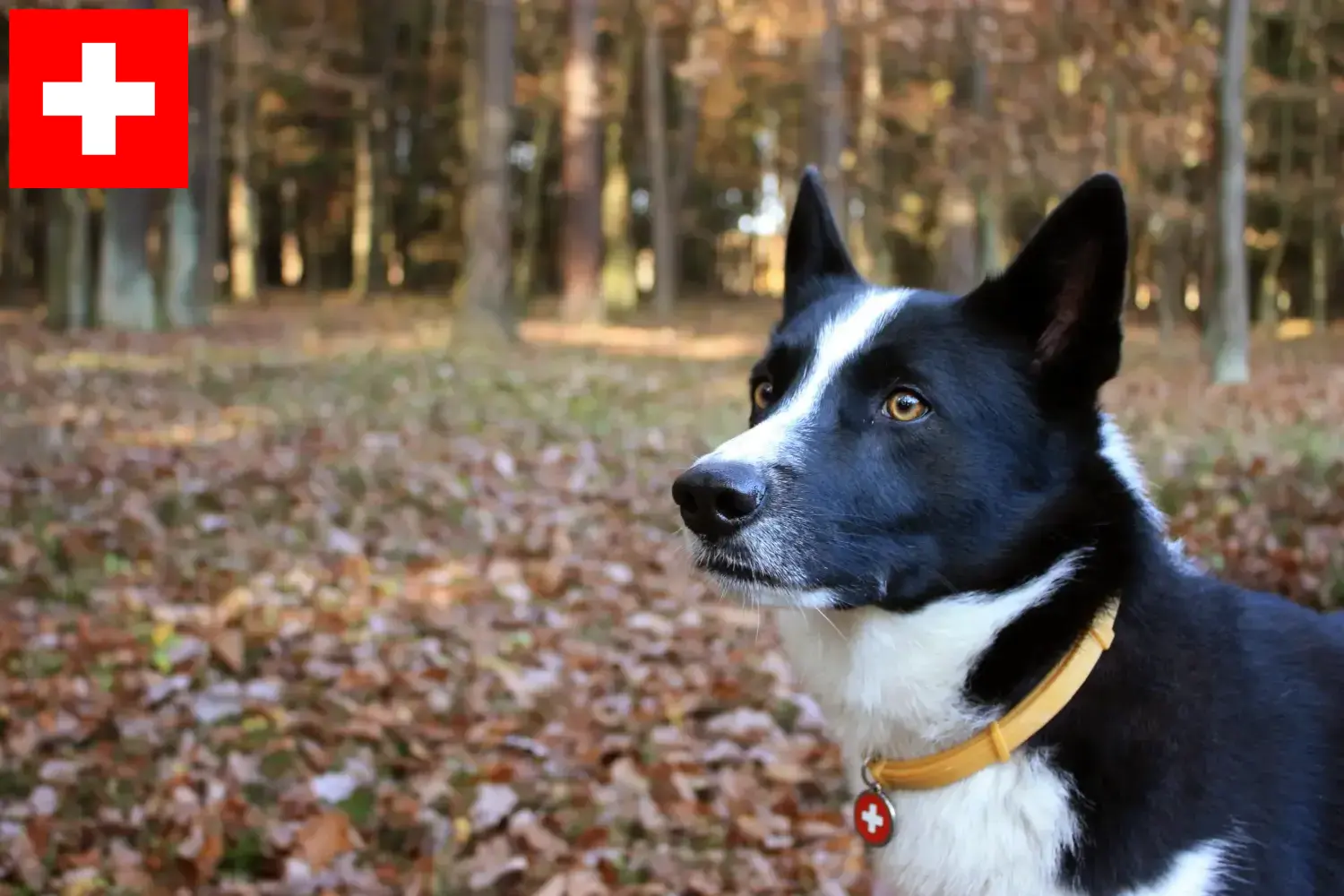 Niedźwiedź karelski szczenięta i hodowcy Szwajcaria Tutaj znajdziesz hodowców Karelian Bear Dog w Szwajcaria.