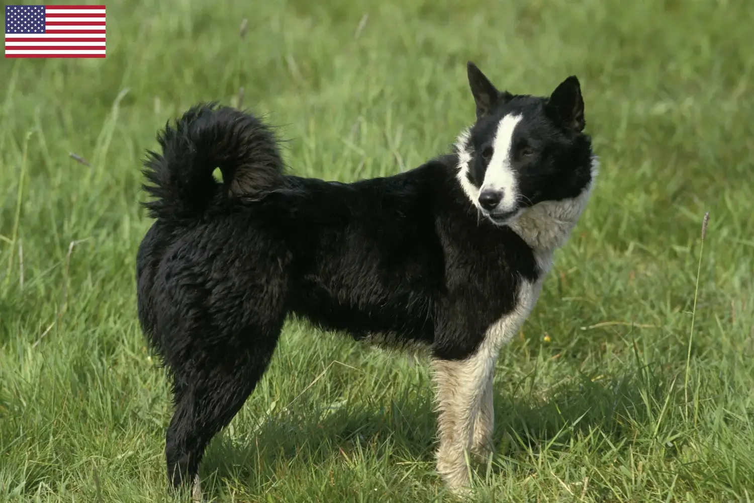 Niedźwiedź karelski szczenięta i hodowcy USA Tutaj znajdziesz hodowców Karelian Bear Dog w USA.