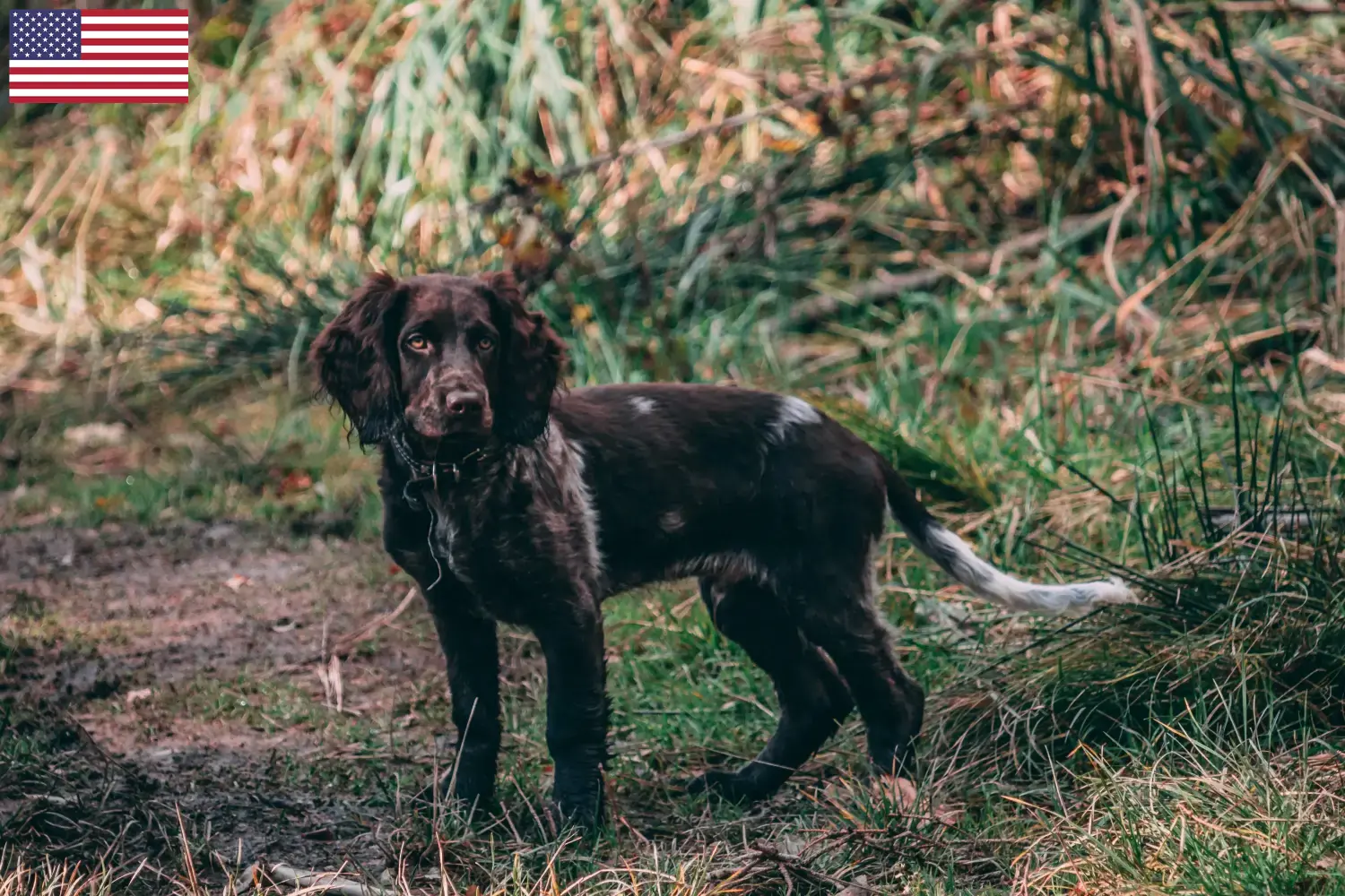 Niemiecki wachtelhund szczenięta i hodowcy USA Tutaj znajdziesz hodowców German Quail Dog w USA.