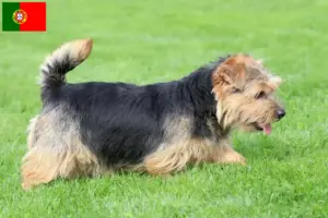 Read more about the article Hodowcy i szczenięta Norfolk terrier w Portugalia