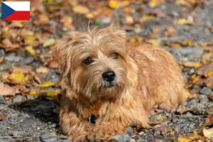 Read more about the article Hodowcy i szczenięta Norfolk terrier w Czechy