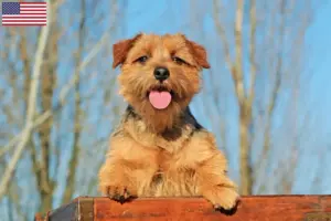 Read more about the article Hodowcy i szczenięta Norfolk terrier w USA
