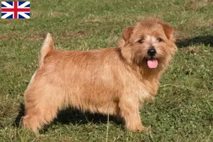 Read more about the article Hodowcy i szczenięta Norfolk terrier w Wielka Brytania